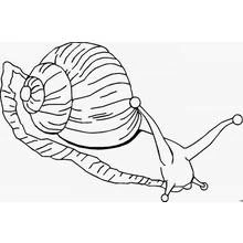 Coloriage Escargot rampant avec coquille rayée