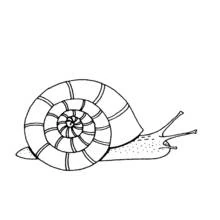 Coloriage Escargot avec sa coquille en spirale