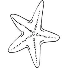 Coloriage Étoile de mer aux cinq bras pointus