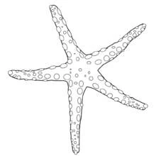 Coloriage Étoile de mer aux bras texturés