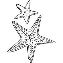Coloriage Étoile de mer duo aux bras texturés