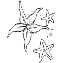 Coloriage Étoile de mer entourée de deux petites étoiles