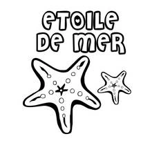 Coloriage Étoile de mer, grande et petite