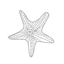 Coloriage Étoile de mer aux bras texturés
