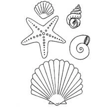 Coloriage Étoile de mer et coquillages variés