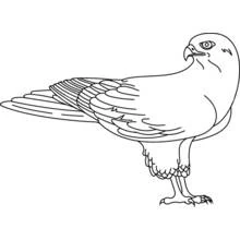 Coloriage Faucon debout ailes repliées