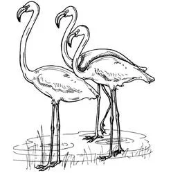 Coloriage Flamant Rose trio debout dans l'eau peu profonde