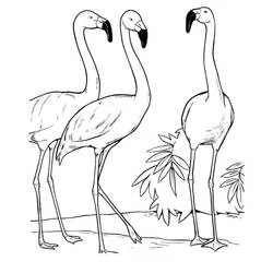 Coloriage Flamant rose en groupe