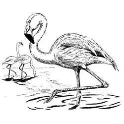 Coloriage Flamant Rose marchant dans l'eau avec deux autres