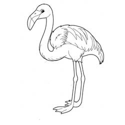 Coloriage Flamant Rose debout sur une patte