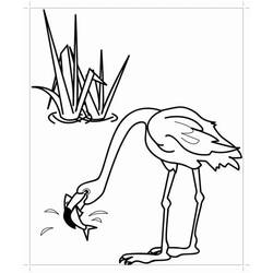 Coloriage Flamant rose attrapant un poisson