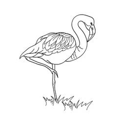 Coloriage Flamant rose debout dans l'herbe