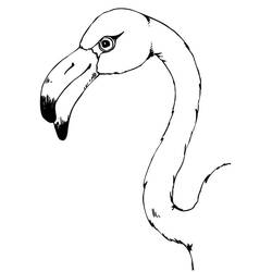 Coloriage Flamant rose tête en profil