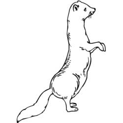 Furet - Coloriages gratuits à imprimer