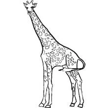 Coloriage Girafe debout avec un long cou et une queue recourbée