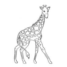 Coloriage Girafe marchant avec son pelage tacheté