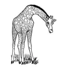 Coloriage Girafe penchant son cou pour brouter