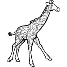 Coloriage Girafe en train de marcher avec ses taches