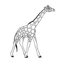 Coloriage Girafe marchant avec un pelage tacheté