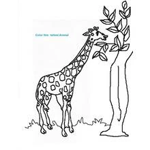 Coloriage Girafe mangeant des feuilles dans un arbre
