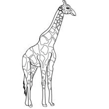 Coloriage Girafe debout de face