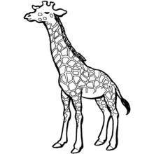 Coloriage Girafe debout de profil