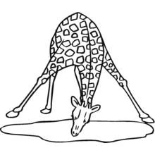 Coloriage Girafe penchée pour boire de l'eau