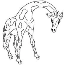 Coloriage Girafe penchant sa longue tête vers le bas