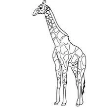 Coloriage Girafe debout