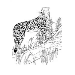 Coloriage Guépard debout sur un tronc