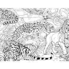 Coloriage Guépard, tigre et lion dans la jungle