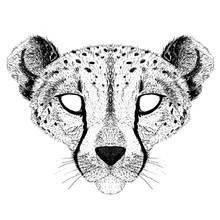 Coloriage Guépard vu de face