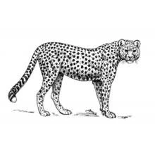 Coloriage Guépard debout regardant devant lui
