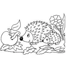 Coloriage Hérisson et son bébé près d'une pomme