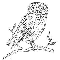 Coloriage Hibou perché sur une branche