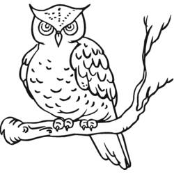 Coloriage Hibou perché sur une branche