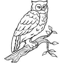 Coloriage Hibou perché sur une branche