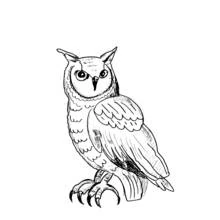 Coloriage Hibou perché avec ses aigrettes