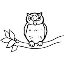 Coloriage Hibou perché sur une branche