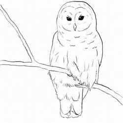 Coloriage Hibou perché sur une branche