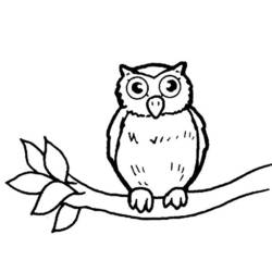 Coloriage Hibou perché sur une branche