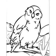 Coloriage Hibou perché sur une branche avec des feuilles