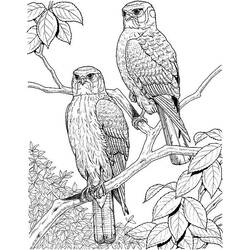Coloriage Deux rapaces perchés sur une branche