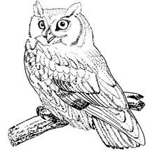 Coloriage Hibou perché sur une branche