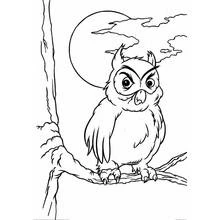 Coloriage Hibou perché sur une branche la nuit