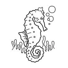 Coloriage Hippocampe à la queue enroulée parmi les algues