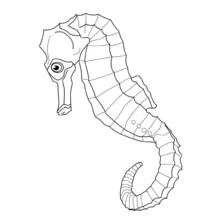 Coloriage Hippocampe à la queue enroulée