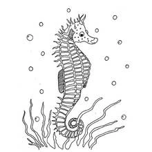 Coloriage Hippocampe flottant parmi bulles et algues