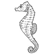 Coloriage Hippocampe à la queue enroulée