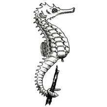 Coloriage Hippocampe accroché à une tige